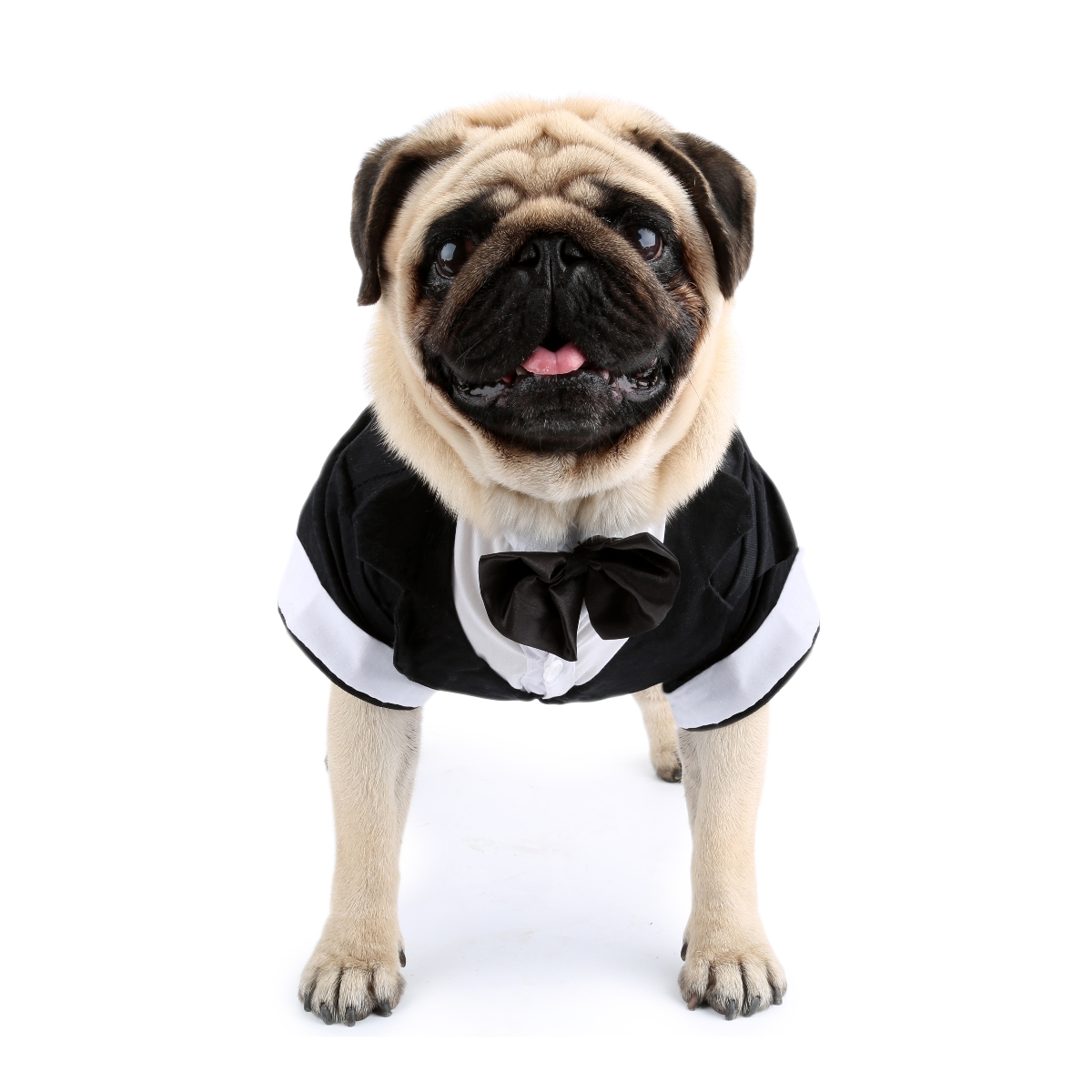 Dog Shirt Puppy Clothes, Pet W - огляд і ціна Pet Supplies Co